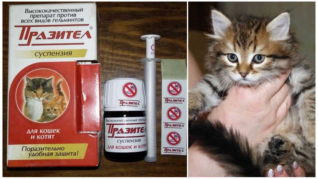 Ленточные глисты у кошек: симптомы, лечение и профилактика - уз бсснмп