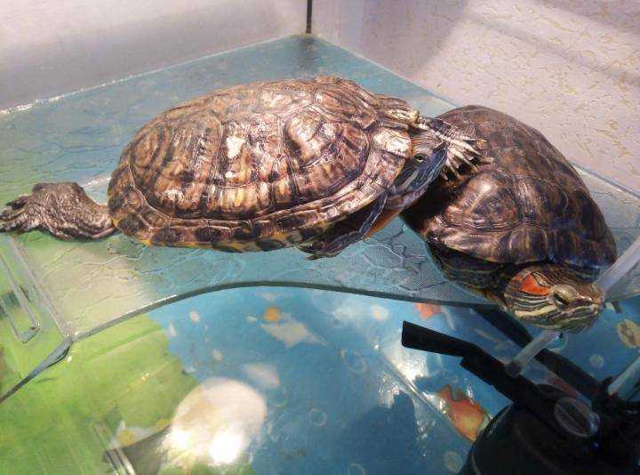 ᐉ размножение красноухих черепах: спаривание и разведение в домашних условиях (видео) - zoopalitra-spb.ru