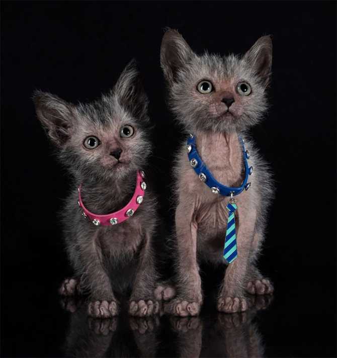 Тонкинская кошка: фото, характеристика породы, цена, темперамент, повадки взрослой кошки и котенка
