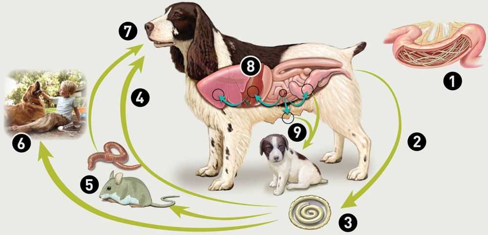 Сердечные паразиты собак - дирофиляриоз
