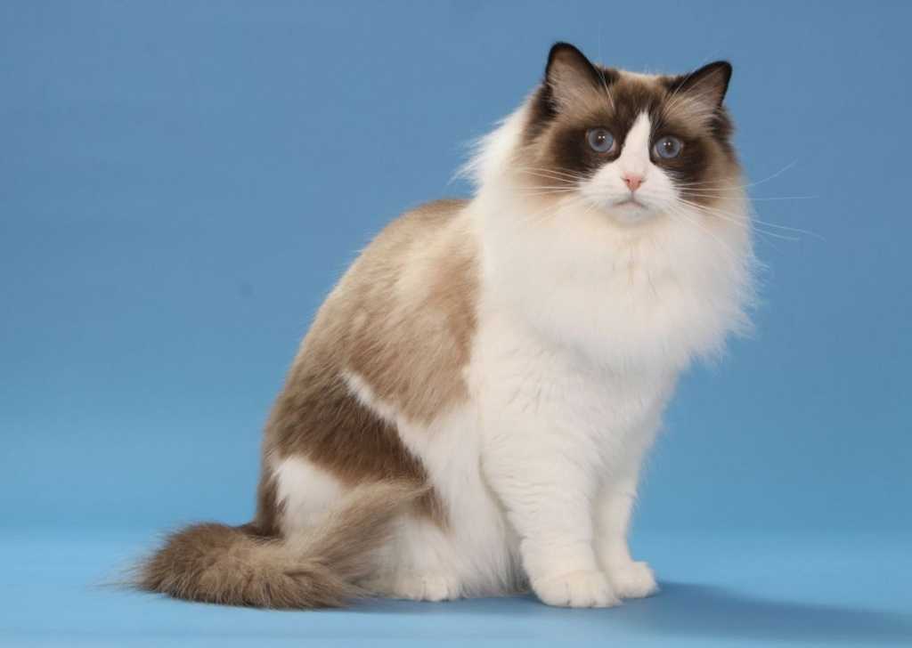 Рэгдолл кошка: фото, описание породы, характер, окрасы, чем кормить, уход и содержание | zoosecrets