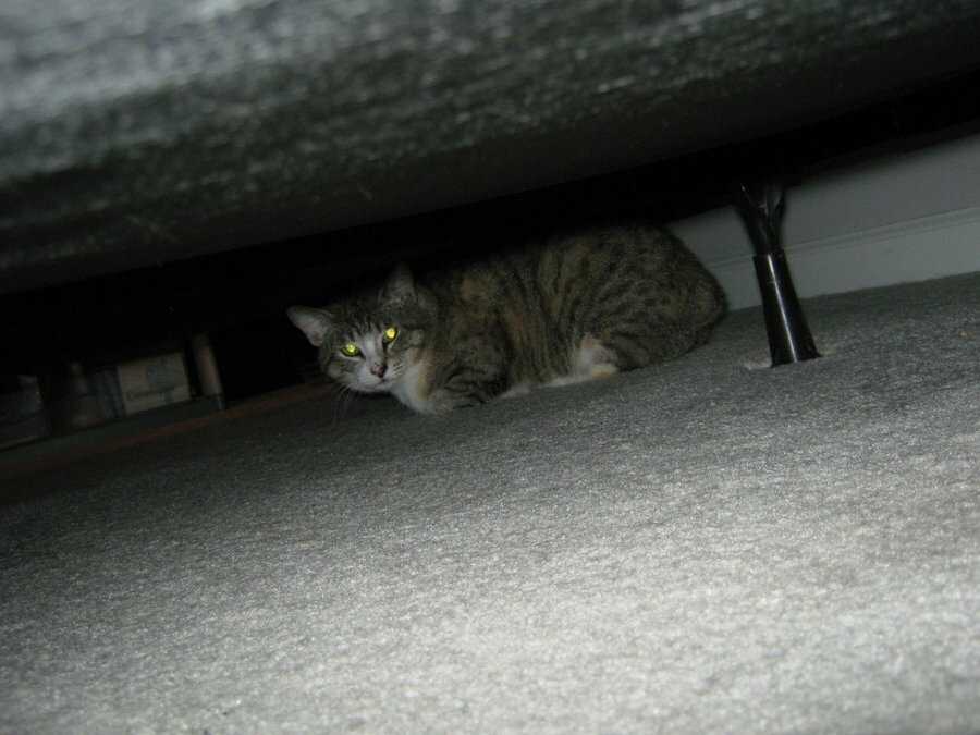 Почему кошка прячется в темные места и что делать? | hill's pet