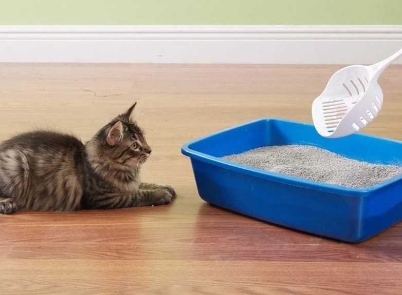Почему кошка перестала ходить в лоток: 8 причин и способы их устранения