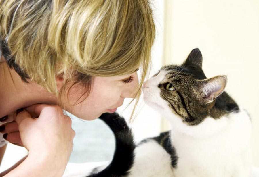 Почему кошка ложится на человека: проявление ласки и другие мотивы