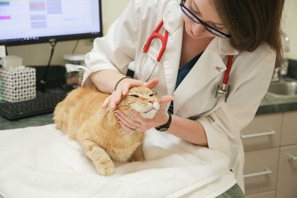 Понос у котёнка: диагностика и лечение