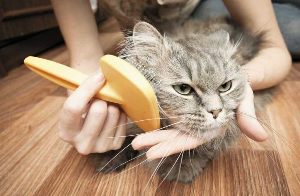 7 советов по ежедневному уходу за домашней кошкой | hill's pet