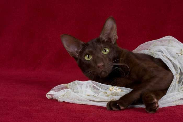 Гавану браун редкая порода кошек. описание породы, описание характера, ухода и питания по гавану браун