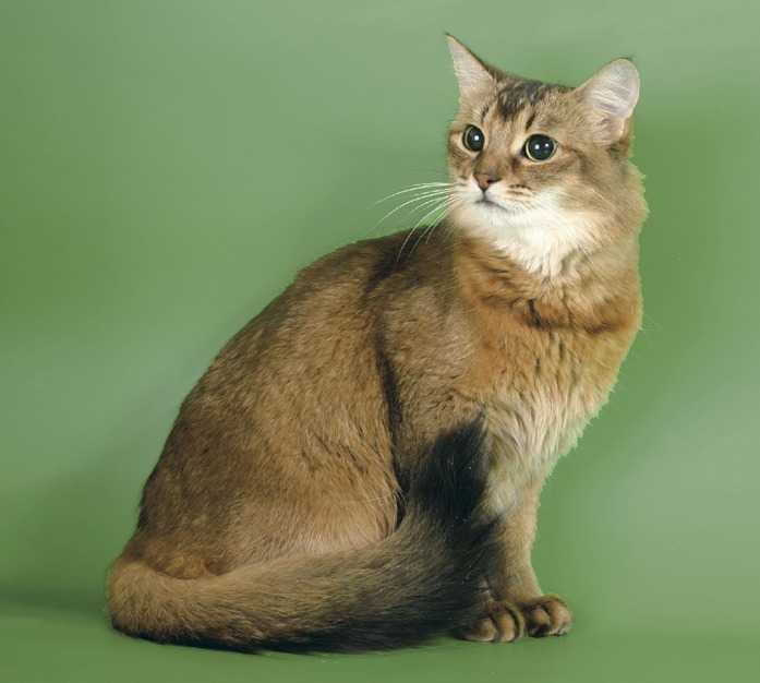 Сомалийская кошка: характеристики и особенности породы - мир кошек
