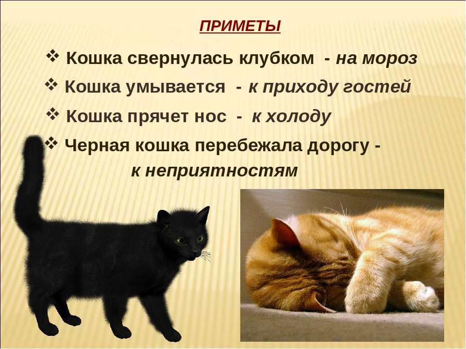 Приметы и поверья о чёрных котах