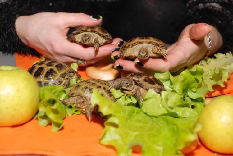 Чем кормить речную черепаху в домашних условиях