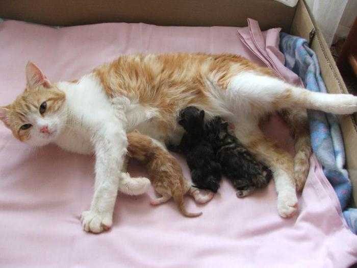 Через сколько кошка может забеременеть после родов
