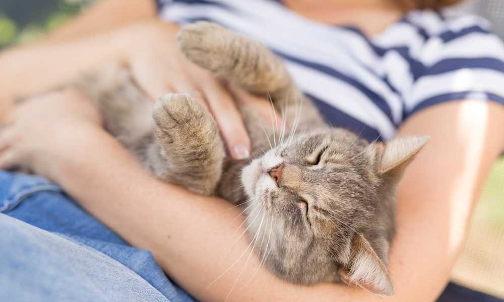 Кошачья сверхспособность: как усатые спасают от депрессии и психоза. ридус
