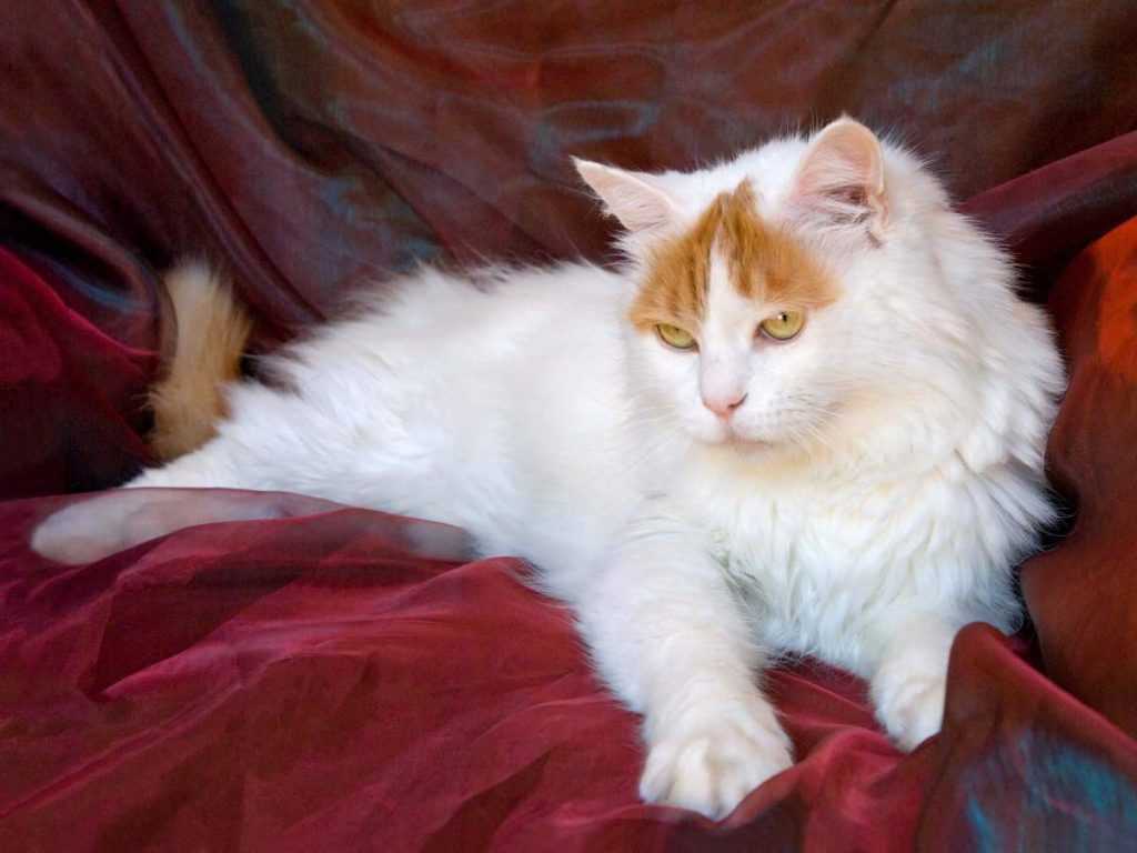 Турецкий ван – кошка-пловец с армянского нагорья