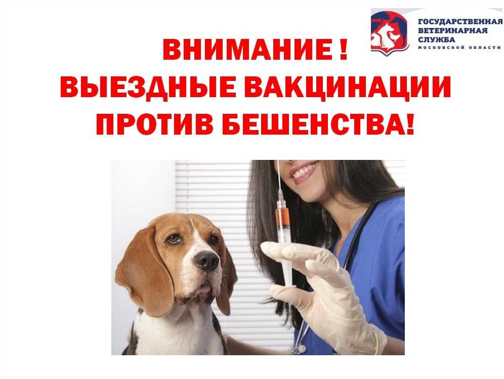 Прививка от бешенства беременной собаке: правила и особенности