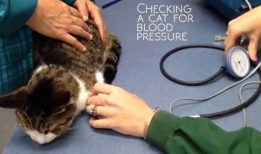 Лечение гипертонии у кошек