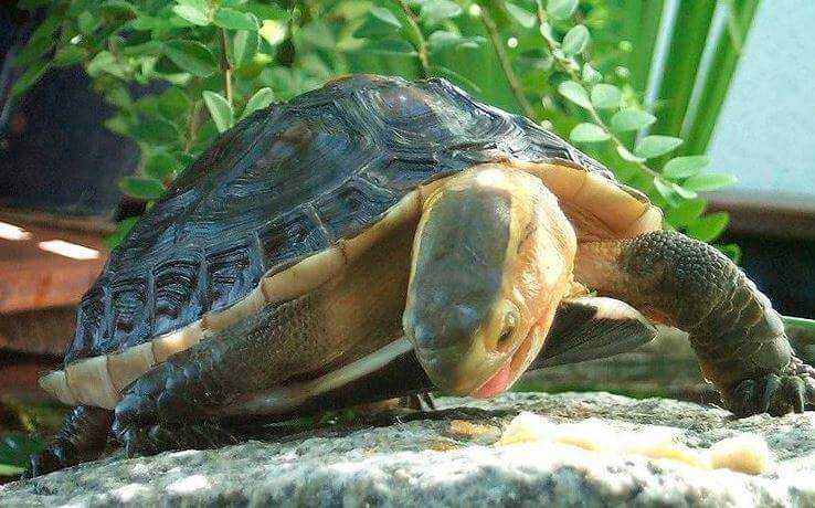 Какие виды черепах относятся к травоядным, а какие к хищникам. Бывают ли всеядные черепахи. Красноухая черепаха хищник или трвоядное животное.
