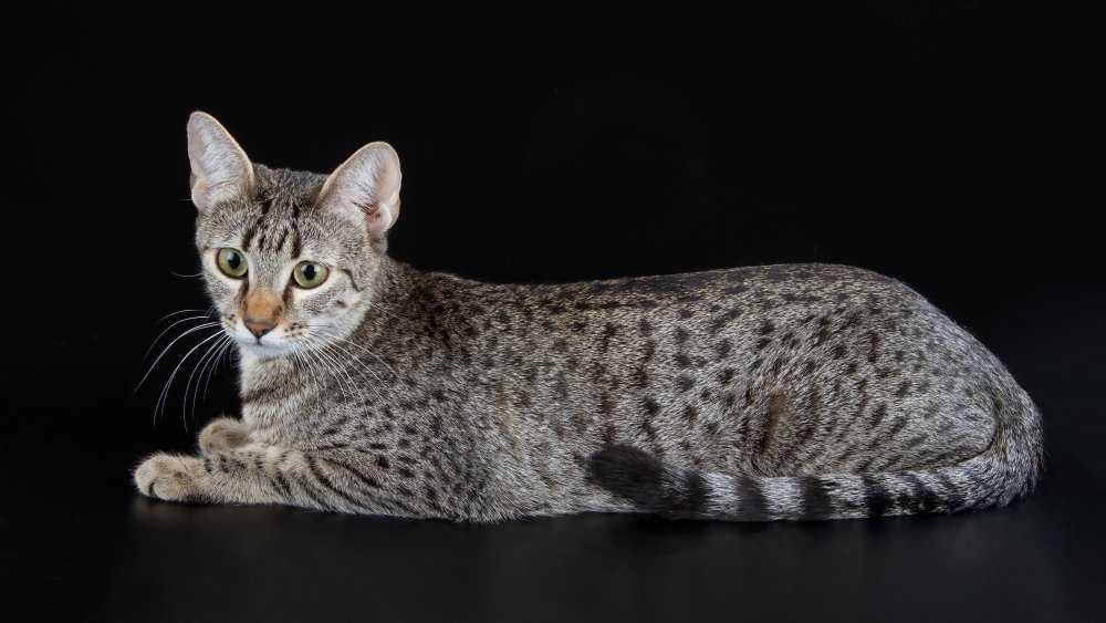 Самая быстрая породистая кошка в мире – египетская мау!