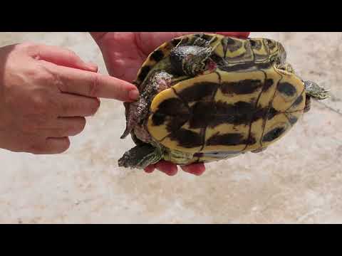 Инкубация яиц черепах