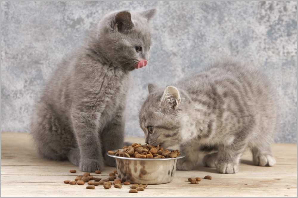Чем кормить кошку после родов: особенности питания натуральной пищей и готовыми кормами, советы ветеринаров