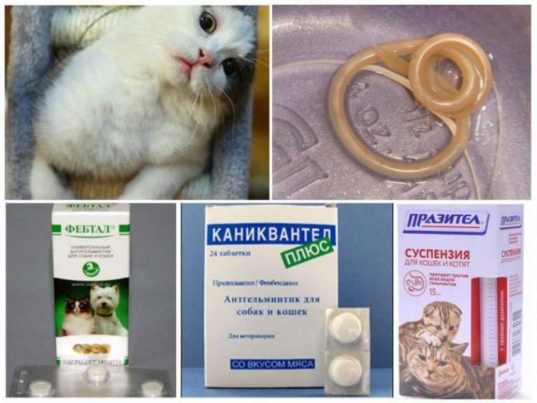Виды паразитов у кошек, эффективные способы борьбы | блог ветклиники "беланта"