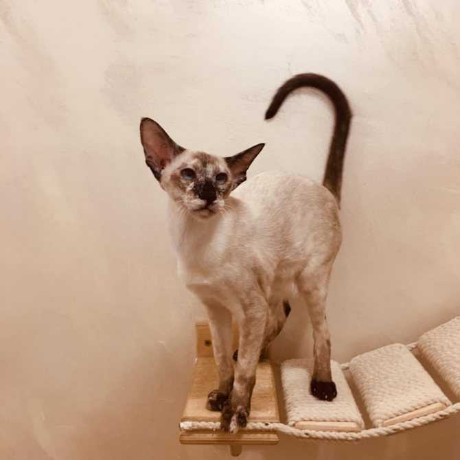 ⓘ сейшельская кошка - порода кошек, выведенная в великобритани