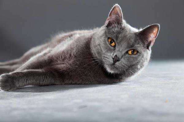 Шартрез: фото кошки, цена, описание породы, характер, видео, питомники