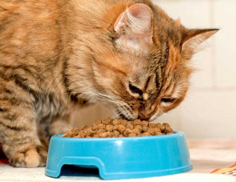 Можно ли кошкам давать сметану: о полезных и вредных свойствах продукта, как давать, кому нельзя