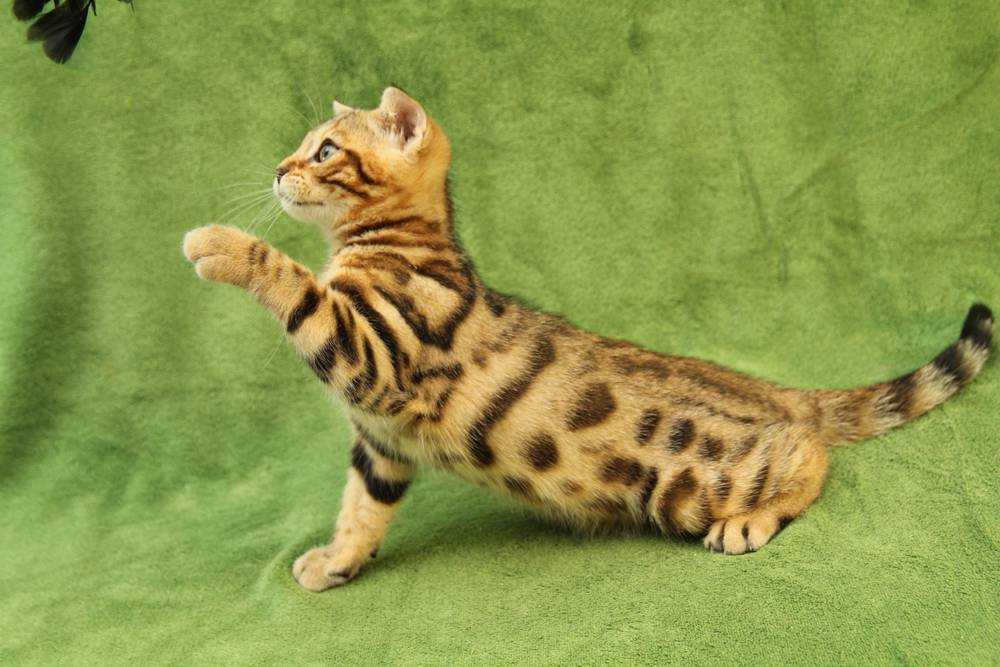 Как приучить бенгальскую кошку ходить на поводке - wlcat.ru