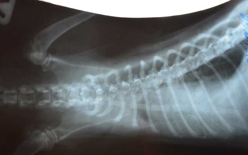 Бронхиальная астма у кошек — лечение органов дыхания в ветеринарной клинике «амикус вет»