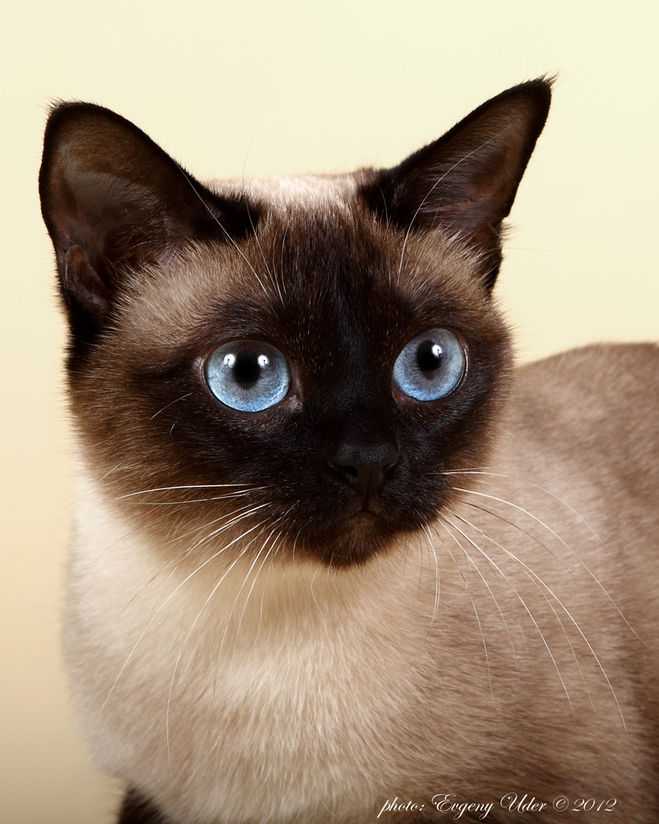 Тайская кошка: описание породы, история, фото и видео | zoodom