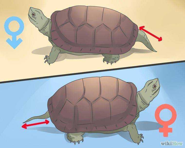 Как спариваются черепахи - зоо мир