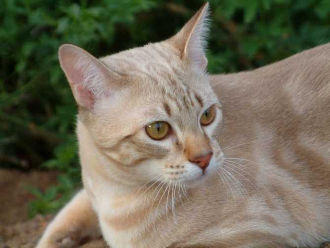Порода кошек австралиский мист (дымчатая кошка) - kotospravka