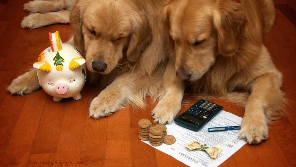 Когда введут налог на домашних животных в россии? сколько придется платить?