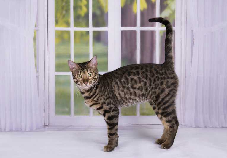 Кошка породы оцикет: характер, внешний вид, повадки, рекомендации по уходу и содержанию