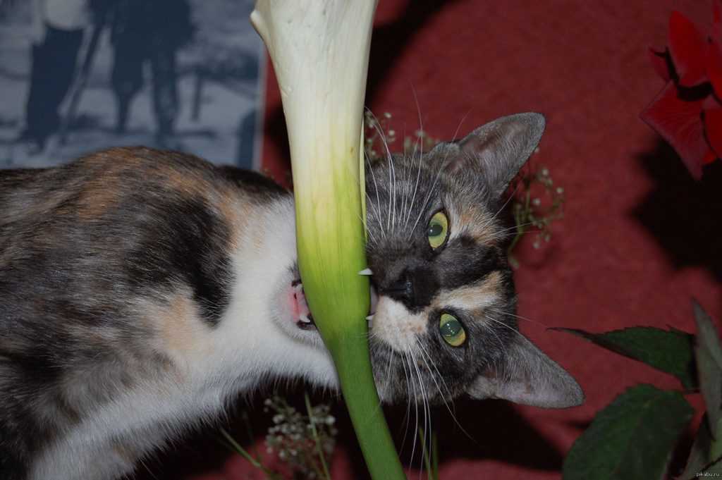 Как защитить комнатные растения от кошки?