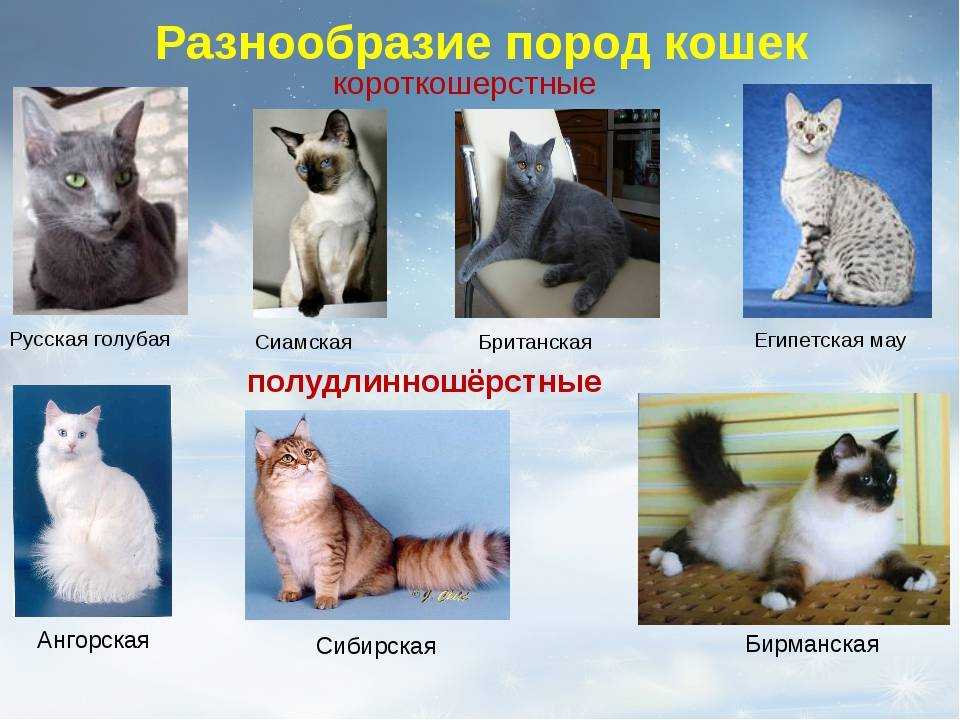 Самые красивые породы кошек - фото с названиями, описания пород