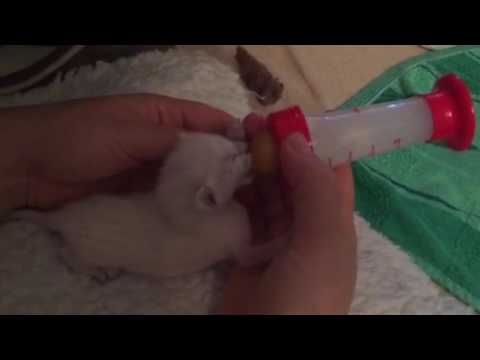 Кормление новорожденных котят
