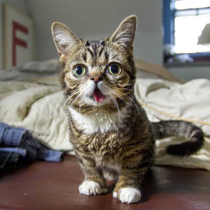 Топ – 10 самых маленьких пород кошек в мире