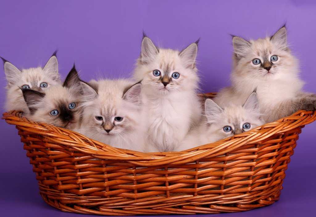 Невская маскарадная кошка : содержание дома, фото, купить, видео, цена