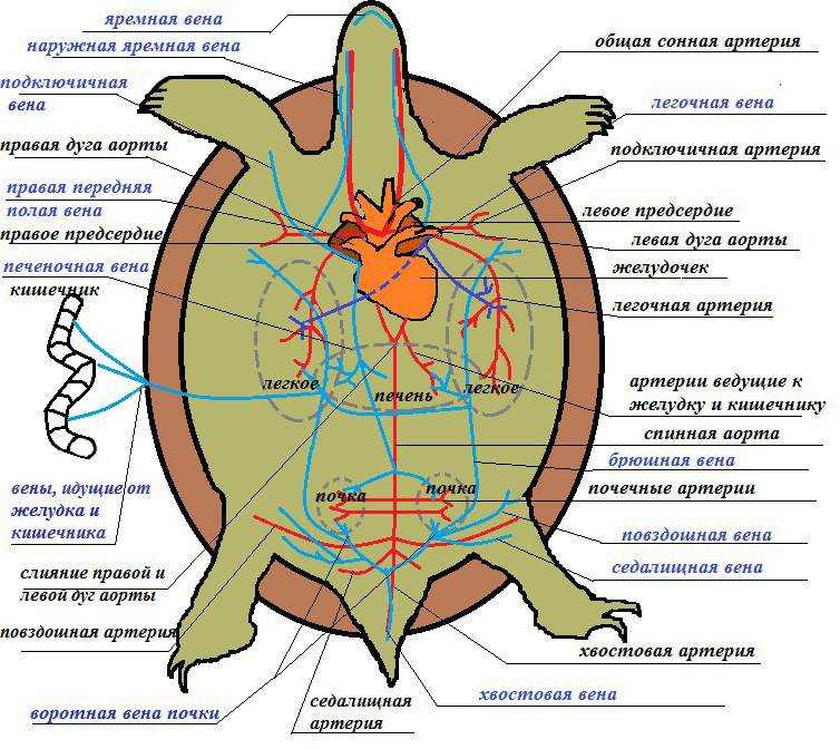 Сердце черепахи: из каких отделов состоит и круги кровообращения. Пульс у черепахи: частота в зависимости от условий и норма. Какого цвета кровь у черепахи.