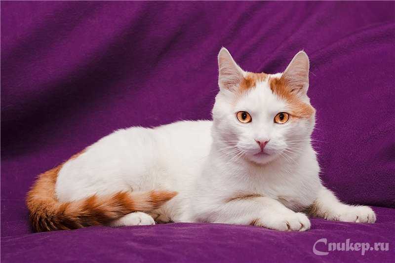 Турецкий ван: кот с одноименного озера в армении