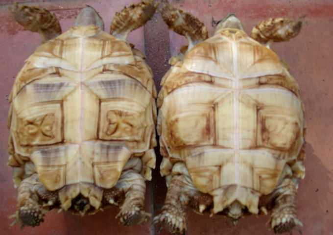 ᐉ черепахи: как спариваются, правильное размножение в домашних условиях - kcc-zoo.ru