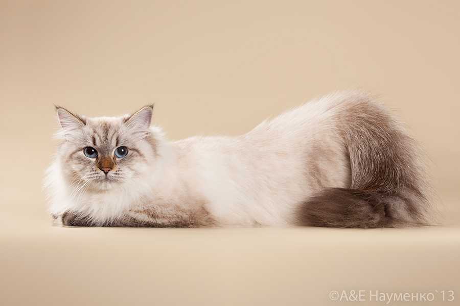 Питомник сибирских кошек русский бриллиант / russian diamond