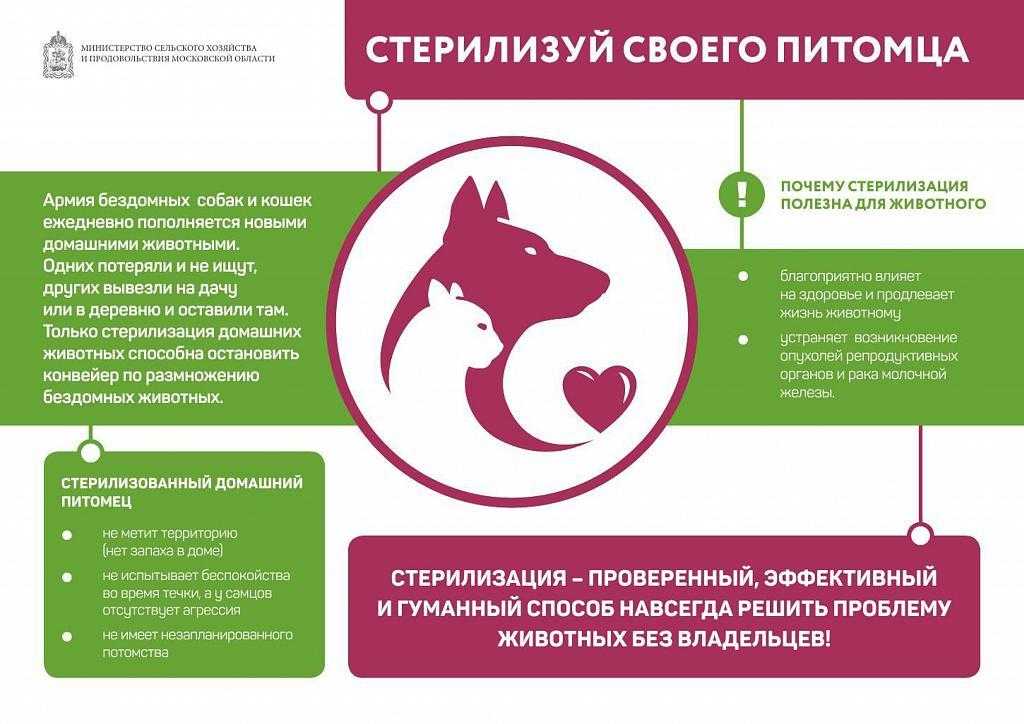 Характер собаки после стерилизации: меняется или нет, мифы о стерилизации, что нужно знать владельцу