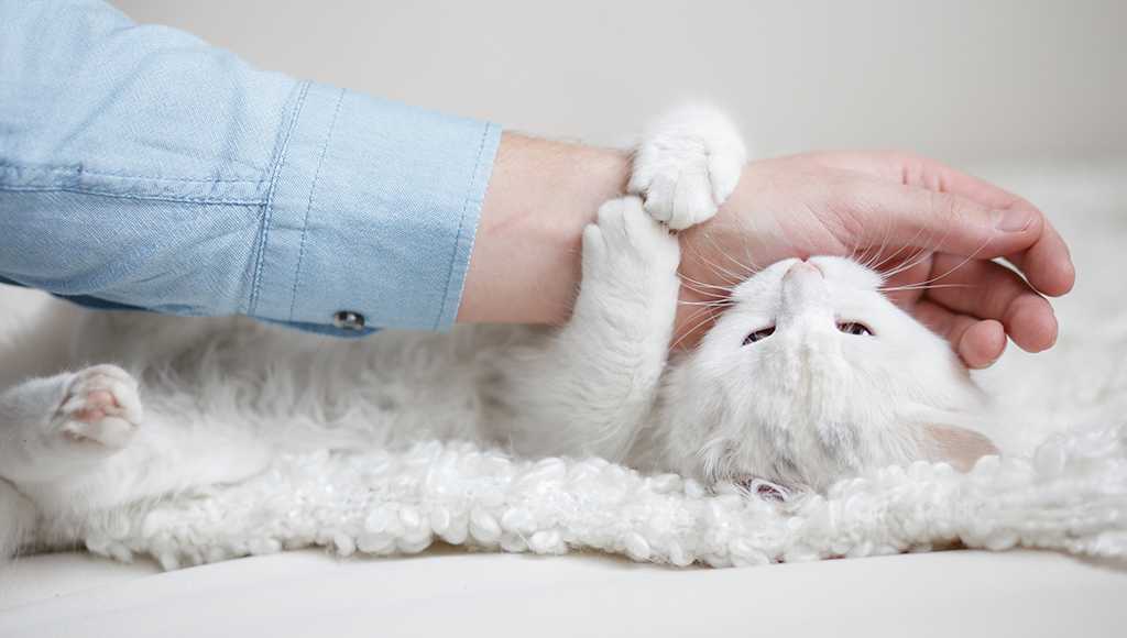 Что делать, если кот грызет пальцы?