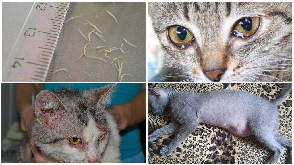 Паразиты у кошек  виды, симптомы и лечение гельминтов, блох и клещей