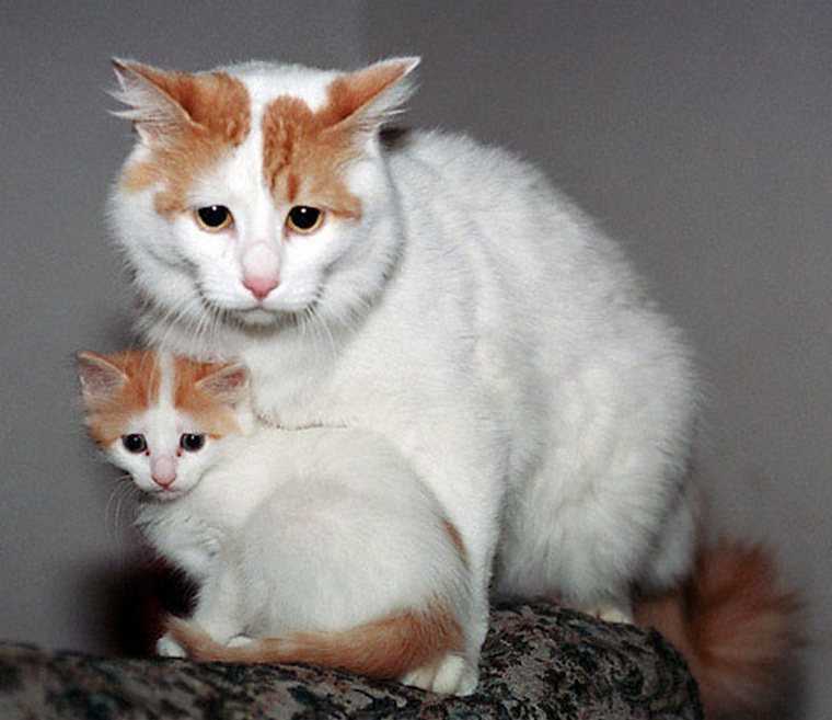 Удивительная и жизнерадостная кошка турецкий ван
