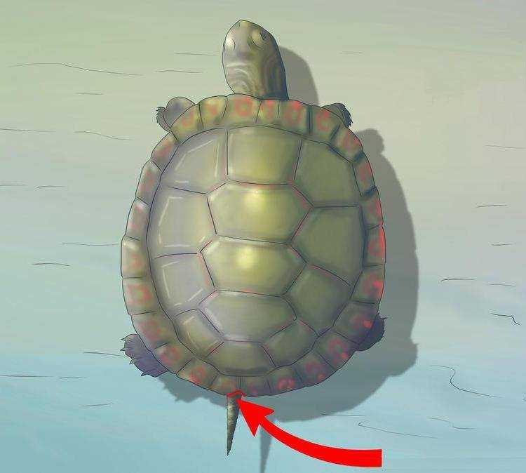 Разведение красноухих черепах: как спариваются черепахи