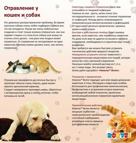 Рвота у кошки белой пеной: опасные и неопасные причины, лечение дома и у ветеринара