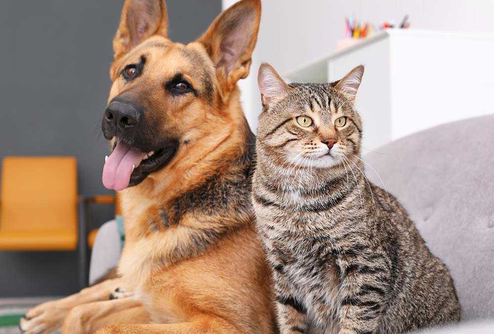 Как правильно подружить собаку и кошку в одном доме